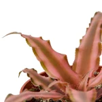 The picture shows Cryptanthus 'Pink Star' which is a spectacular, slow-growing, star-like-shaped bromeliad with striking streaks of suffused green and pink on its elliptic foliage.