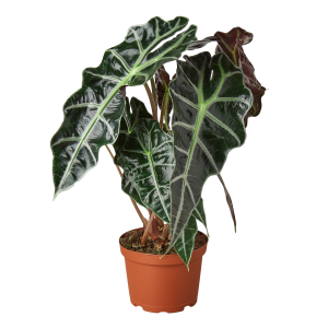 The picture shows Alocasia Polly 'African Mask' which you'll probably have seen before on social media or in gardening stores.