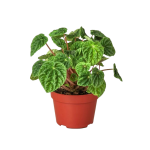The picture shows Peperomia 'Ripple' which has heart-shaped, puckered, deeply veined leaves.