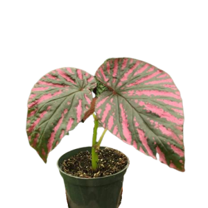 The picture shows Begonia 'Exotica' which has a shrub-like habit and grows to about 3 feet tall.