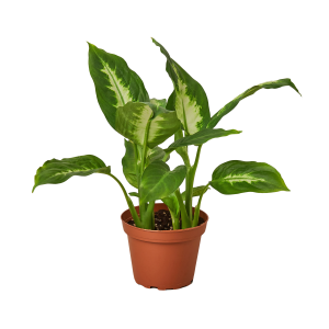 The picture shows Dieffenbachia 'Camille' which is a popular interior decorator plant for office and house, because of their tolerance of shade.