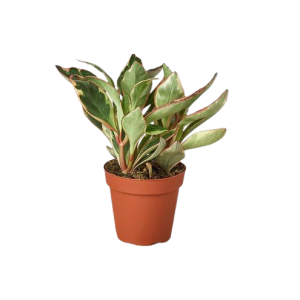 The picture shows Peperomia 'Ginny' which is a popular tricolor houseplant that is easy to grow and care for.