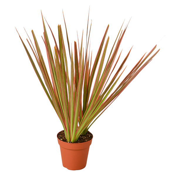 The picture shows Dracaena 'Colorama' which is an evergreen perennial native to Madagascar, Mauritius, and Mozambique, commonly grown for its richly colored foliage.