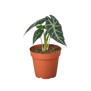The picture shows Alocasia Amazonica 'Bambino' which is another one of the best ornamental species in the Alocasia genus.