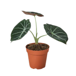 The picture shows Alocasia Reginula 'Black Velvet' which is a miniature Alocasia known for its stunning foliage.