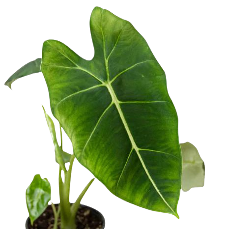 The picture shows Alocasia Micholitziana 'Frydek' which s one of the many varieties of Elephant Ear.