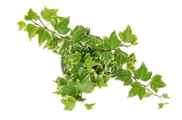 The picture shows English Ivy 'Eva' which is a very easy houseplant to grow indeed.
